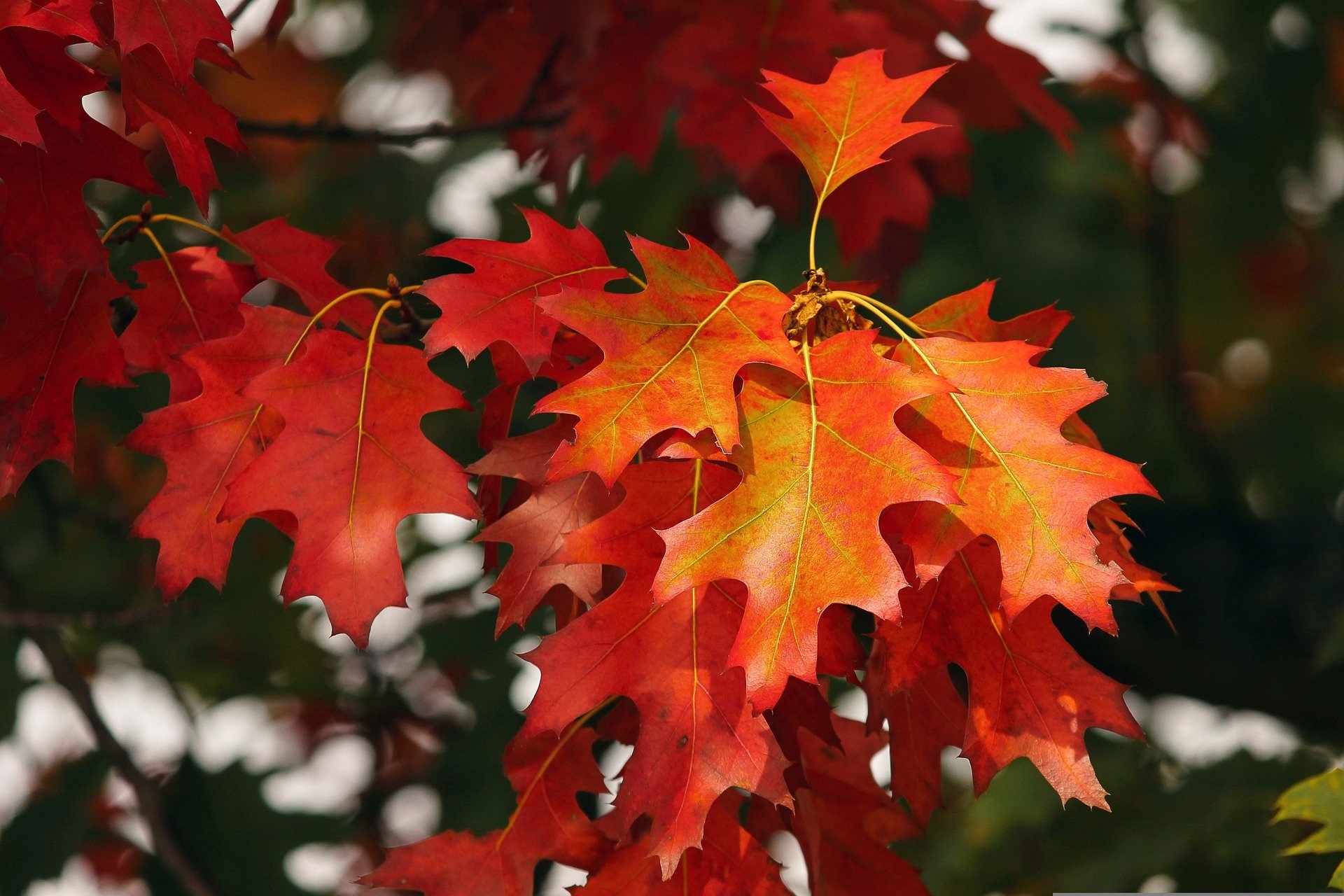 Herbstlaub Buntes Herbstlaub
