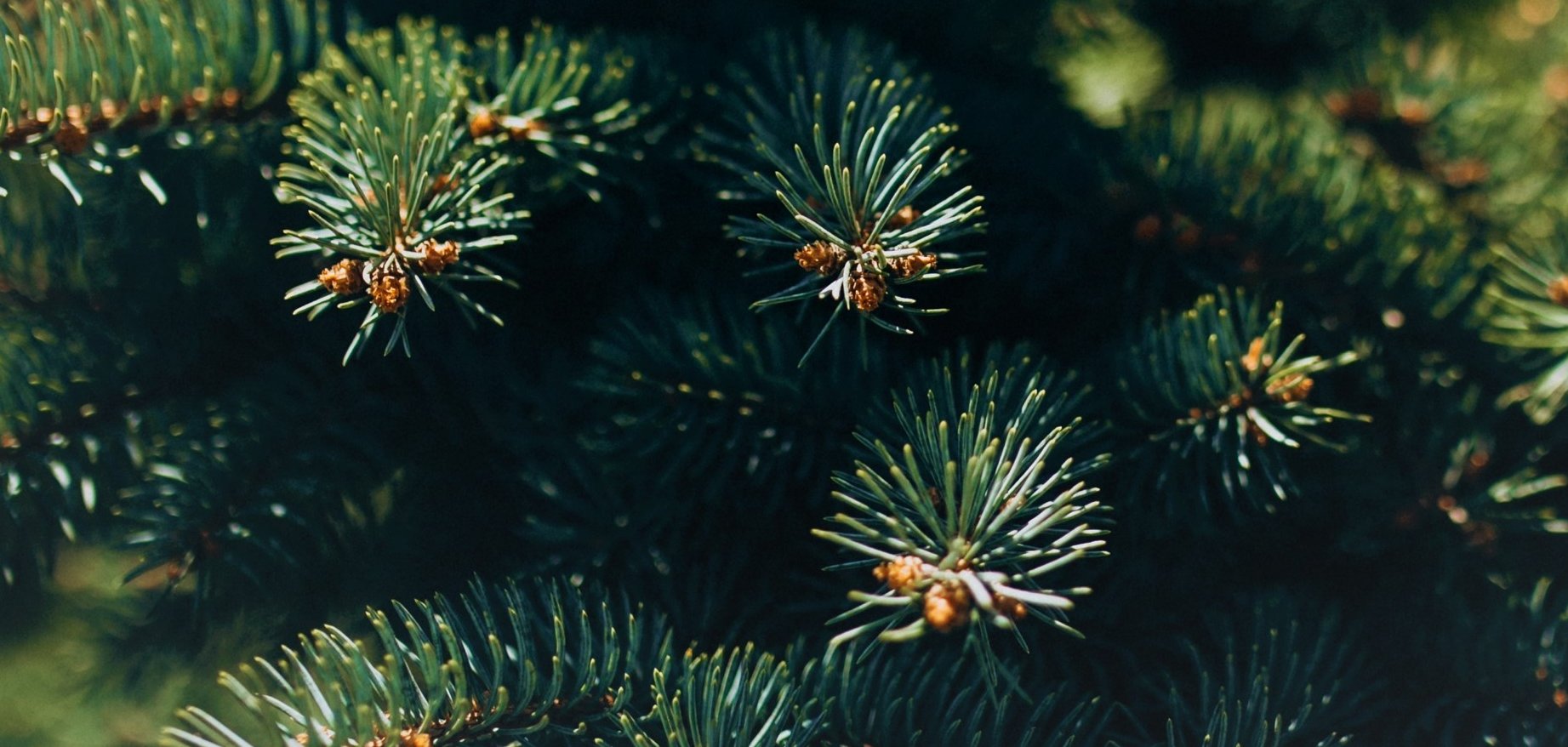 Fir tree branch with needles close up