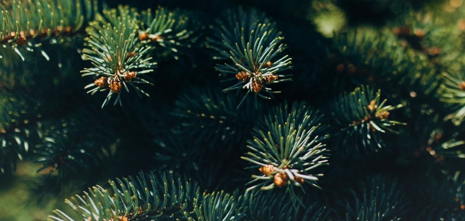 Fir tree branch with needles close up