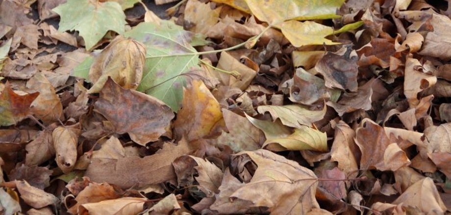 Herbstlaub