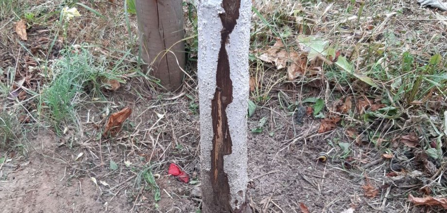 Massiv beschädigter Baum