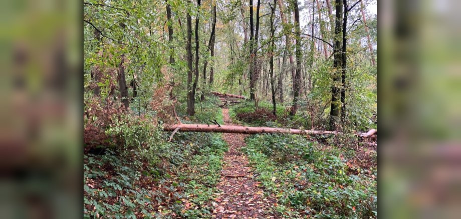 Bäume im Wald