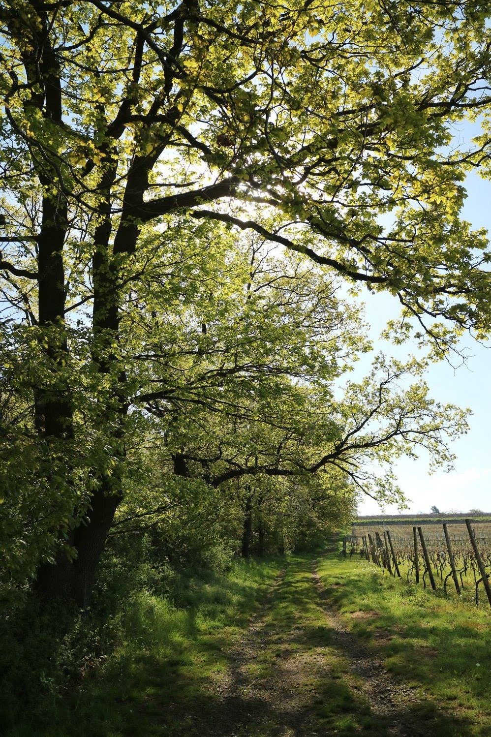 Wald in Groß-Umstadt