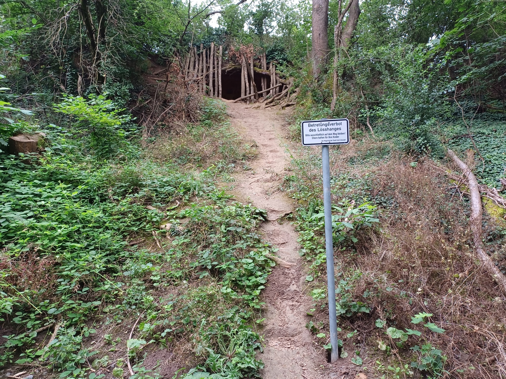 Lösshang am Naturdenkmal Steinbornshohl mit Höhle