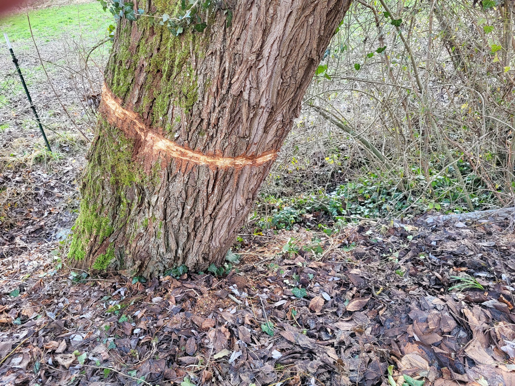 starke Beschädigungen an Bäumen