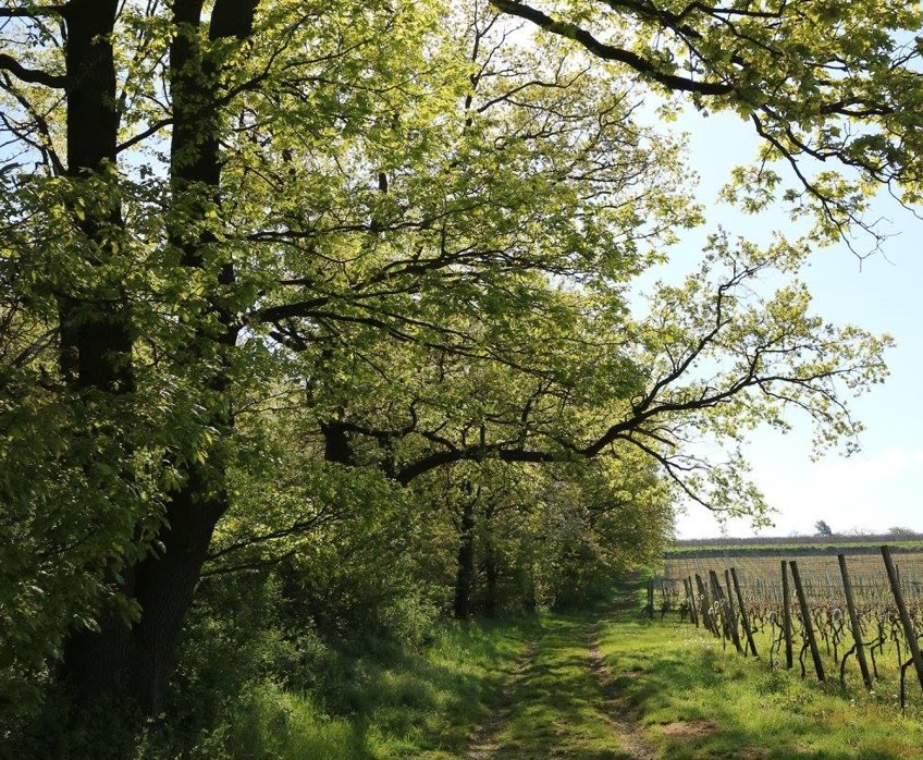 Beispielbild für einen Grasweg