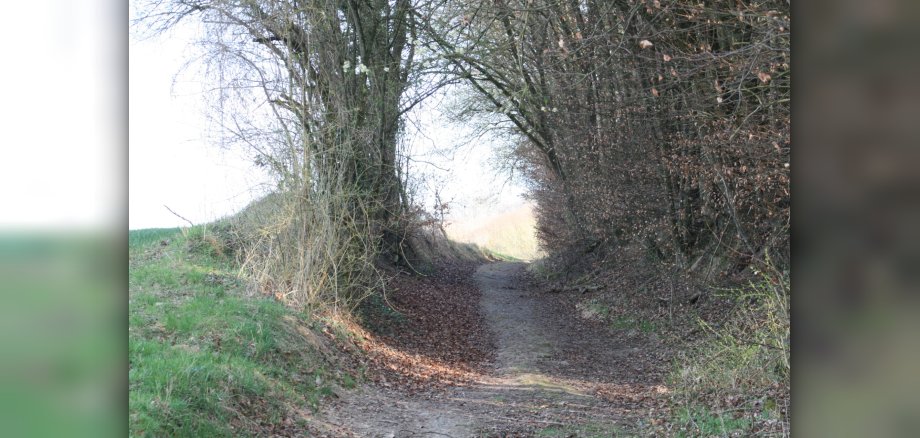 Waldweg