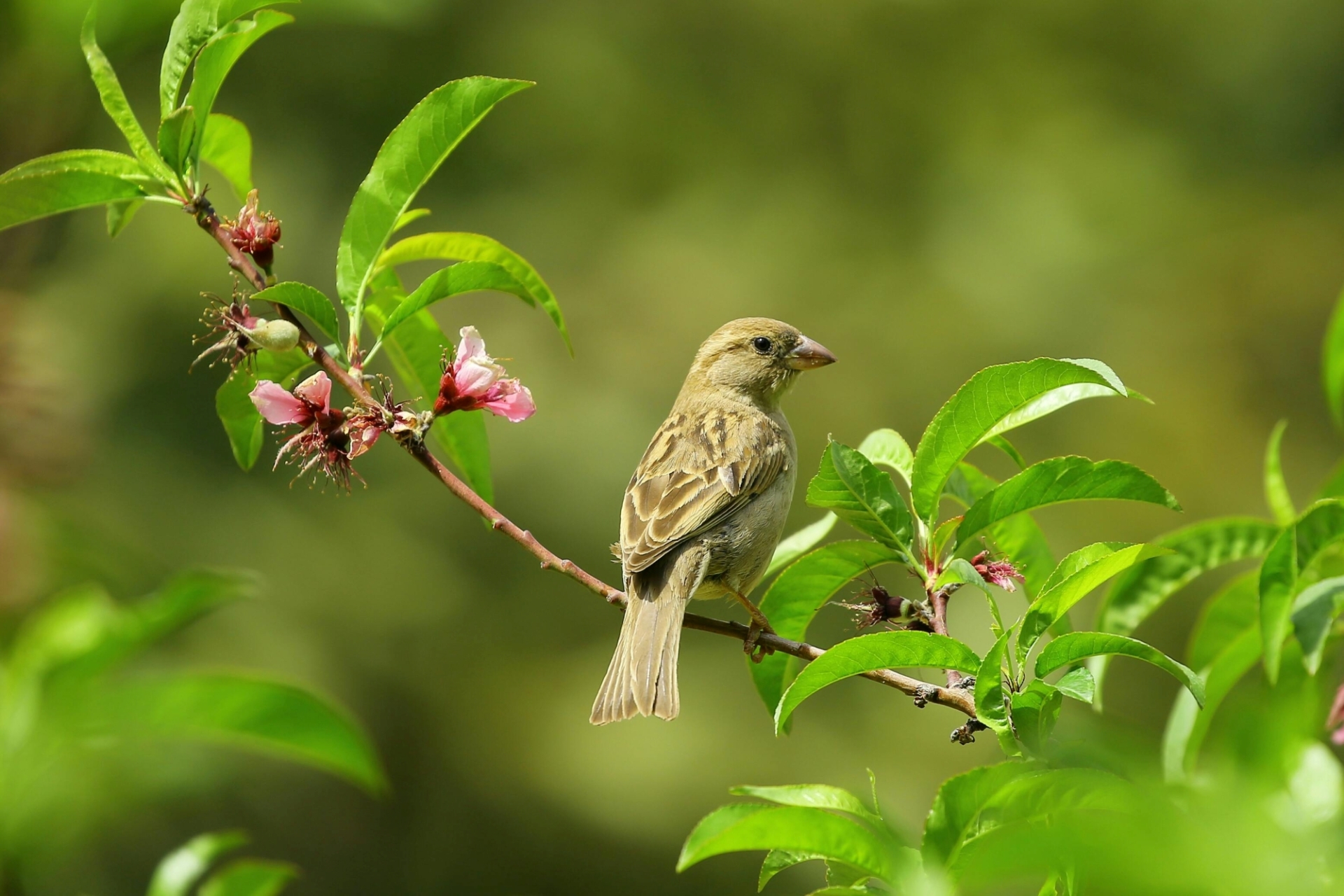 Vogel auf Ast sitzend