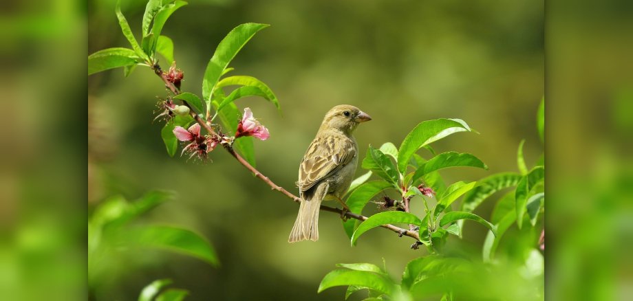 Vogel auf Ast sitzend