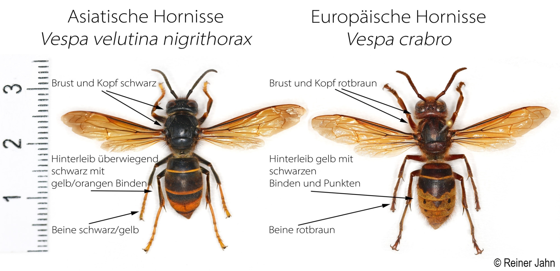 Vergleichsbild Asiatische Hornisse und Europäische Hornisse