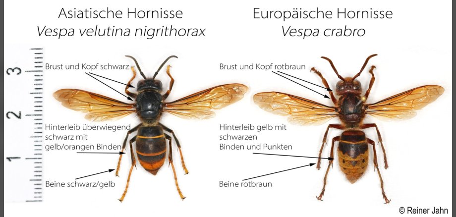 Vergleichsbild Asiatische Hornisse und Europäische Hornisse
