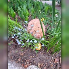 Bild versteckte Ostereier in Blumenbeet