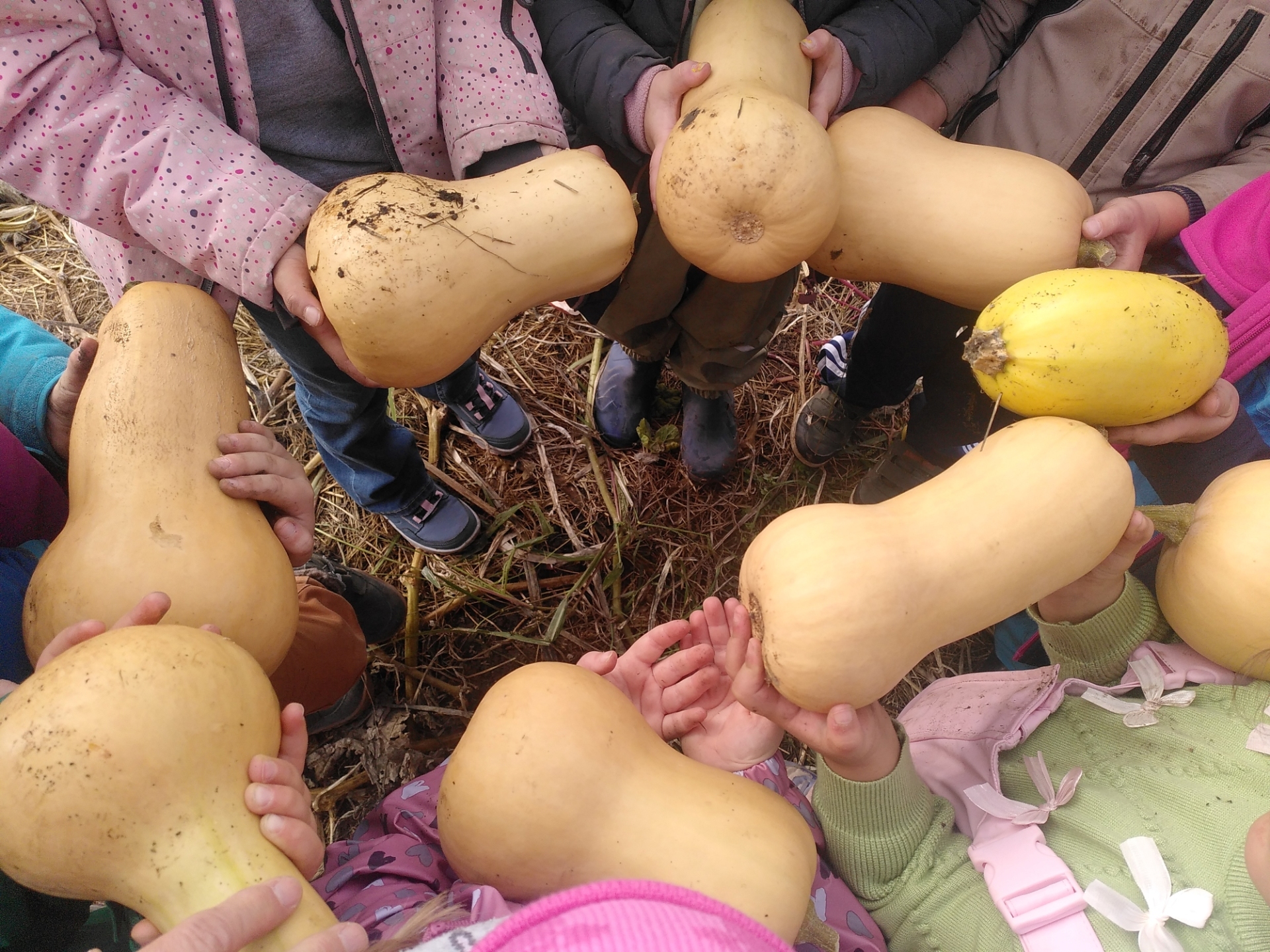 Kürbisse in Kinderhänden