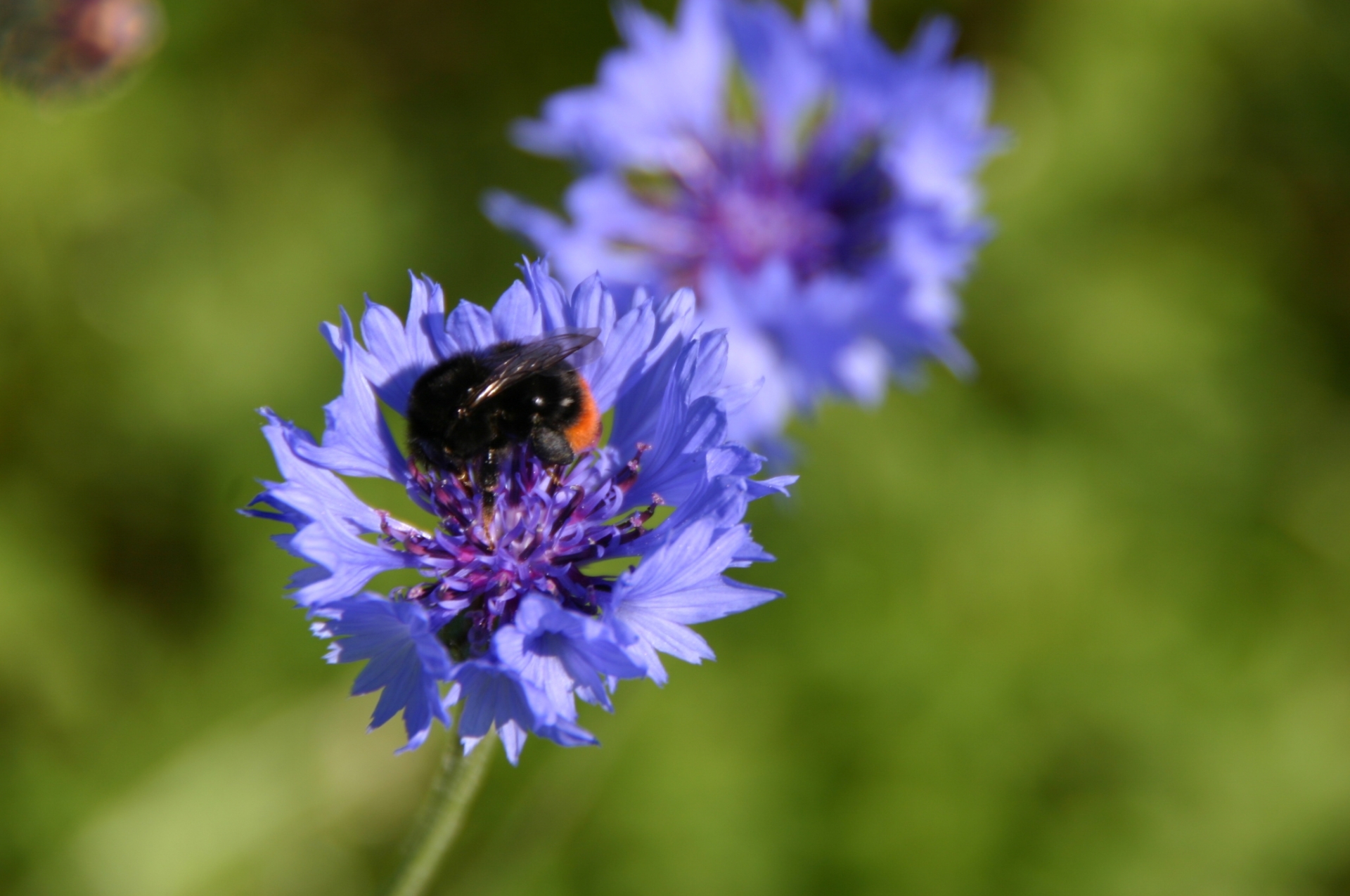 Steinhummel auf Kornblume