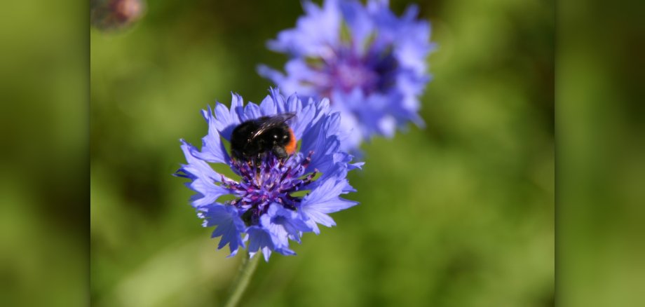 Steinhummel auf Kornblume