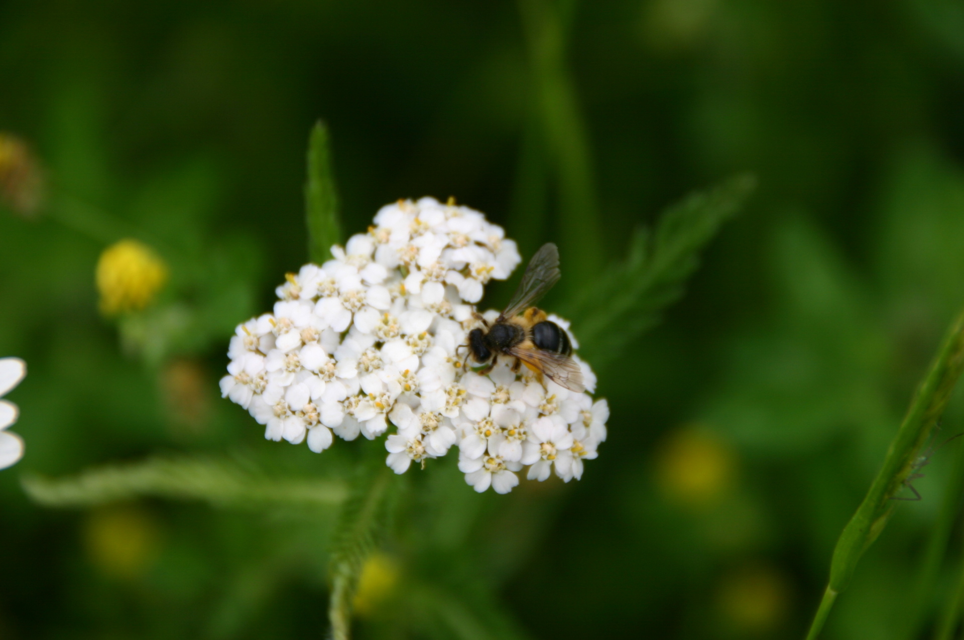 Foto: Wildbiene an Blüte