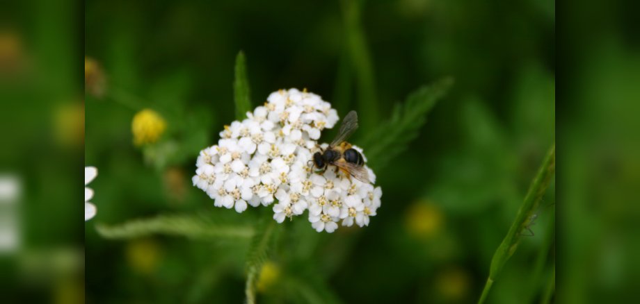 Foto: Wildbiene an Blüte