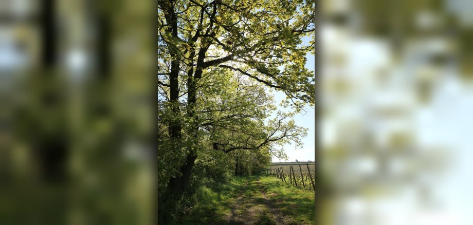 Wald