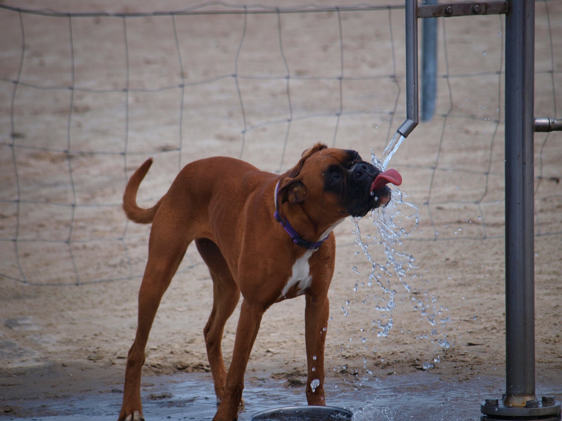 Hund trinkt Wasser