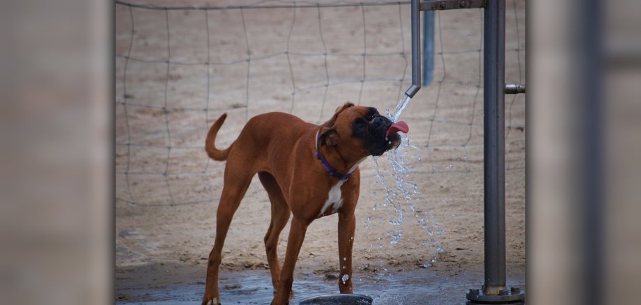 Hund trinkt Wasser