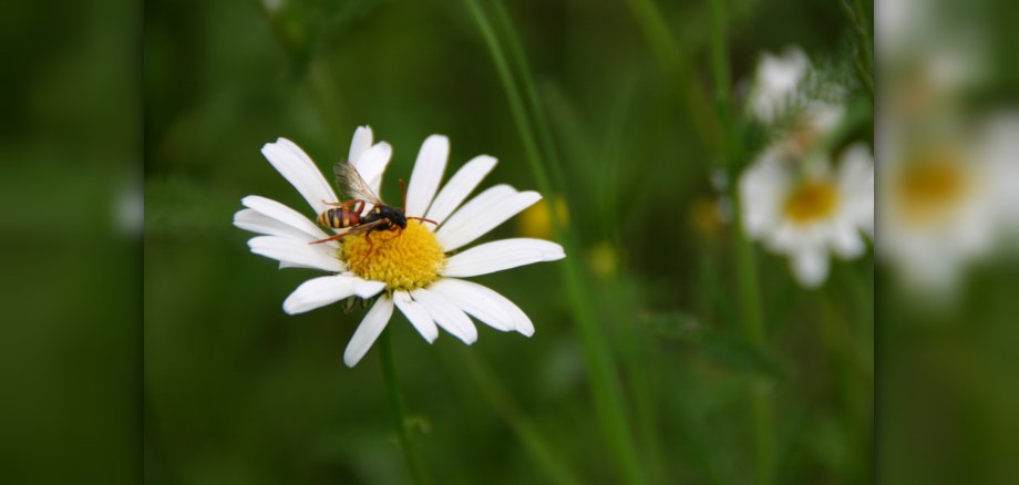 Foto: Wildbiene an Blüte