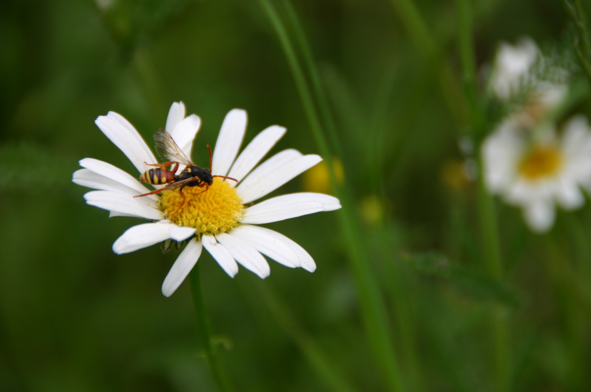 Foto: Wildbiene an Blüte