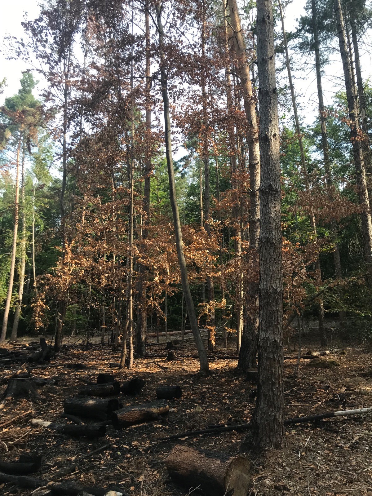 Schäden im Wald