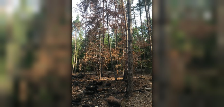 Schäden im Wald