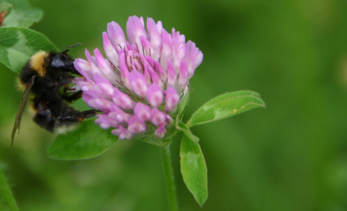 Gartenhummel auf Rotklee