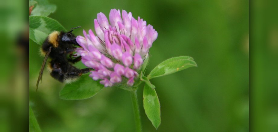 Gartenhummel auf Rotklee