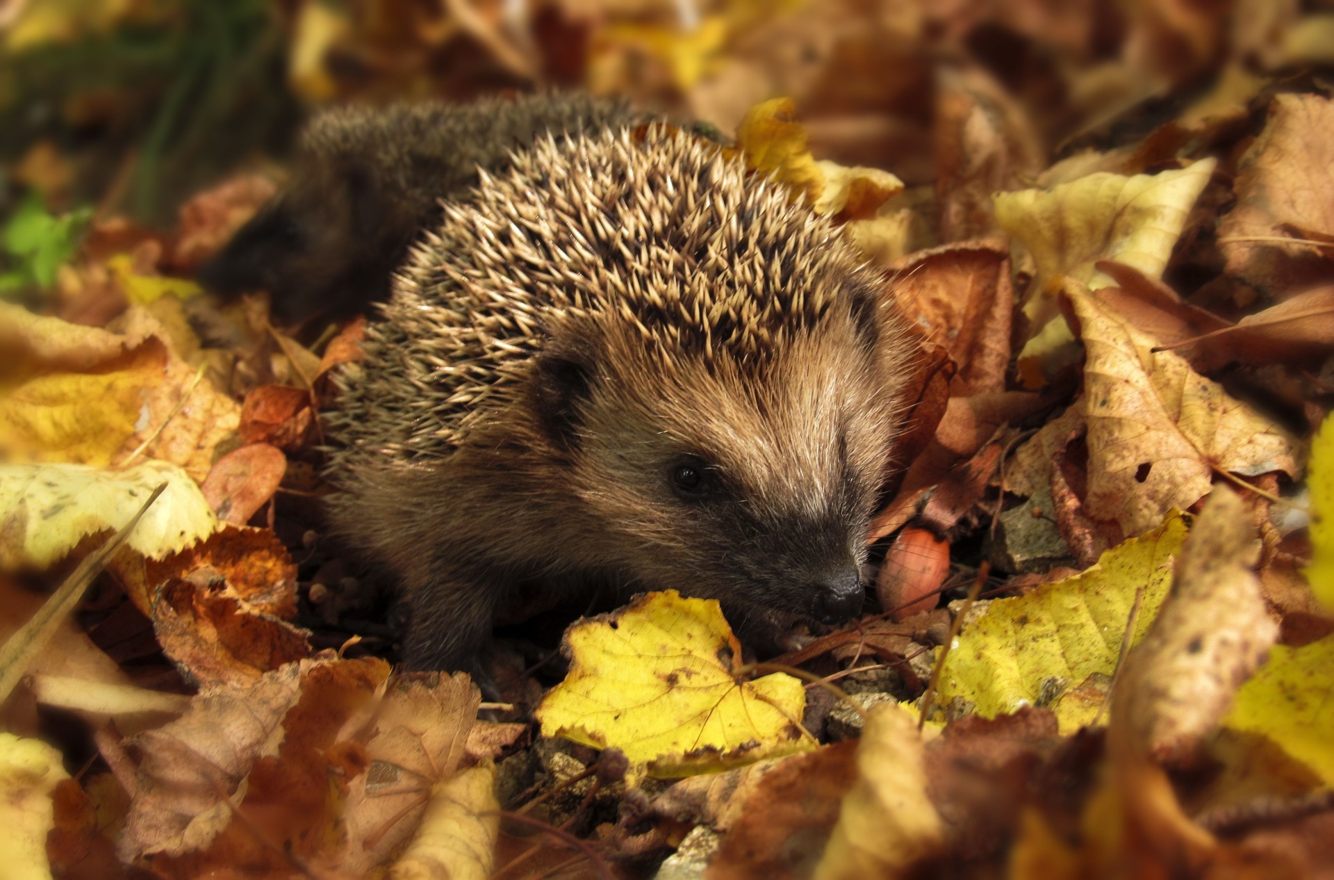 Igel in Laub