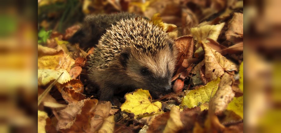 Igel in Laub