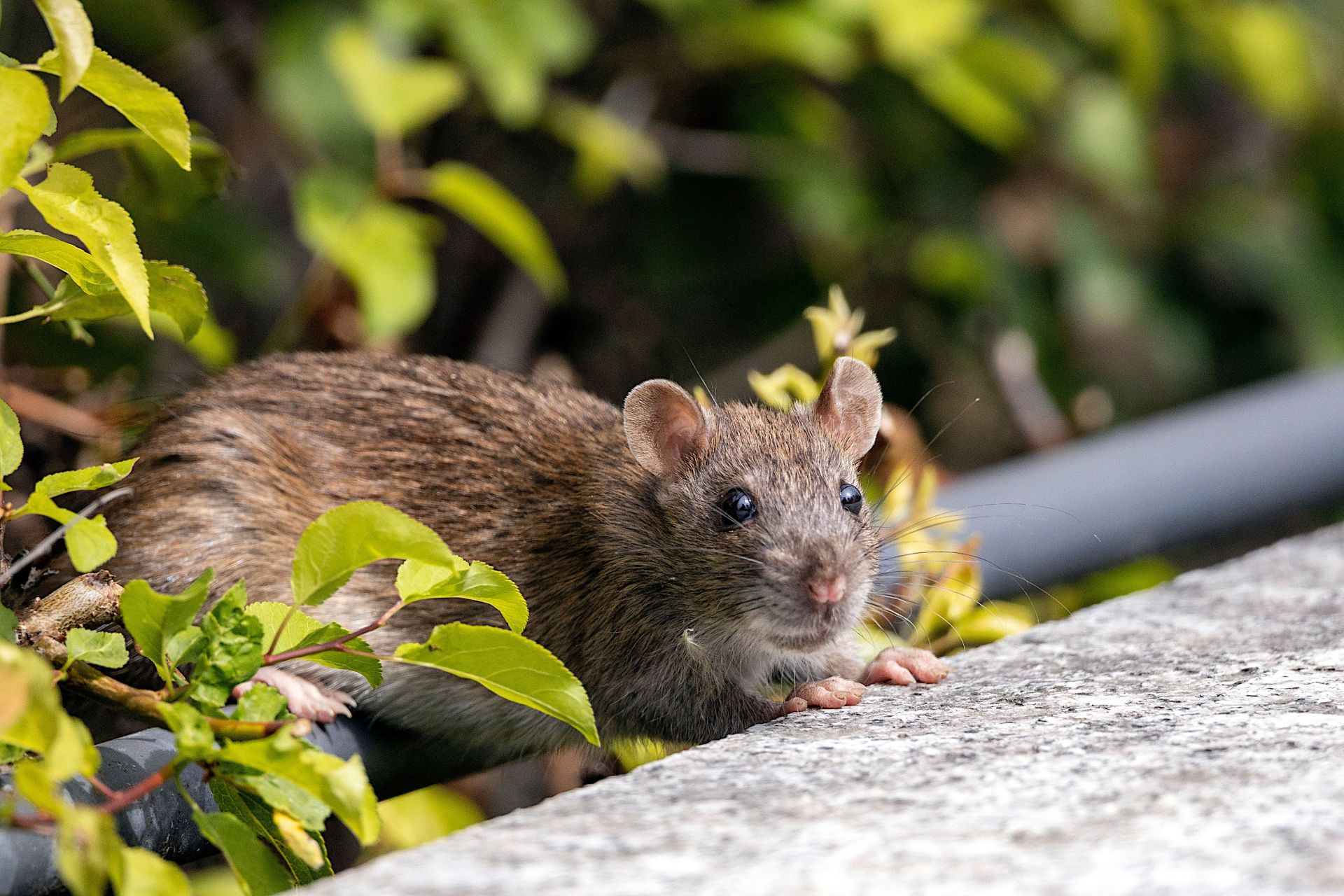 Ratte in freier Wildbahn