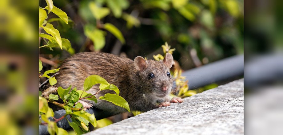 Ratte in freier Wildbahn